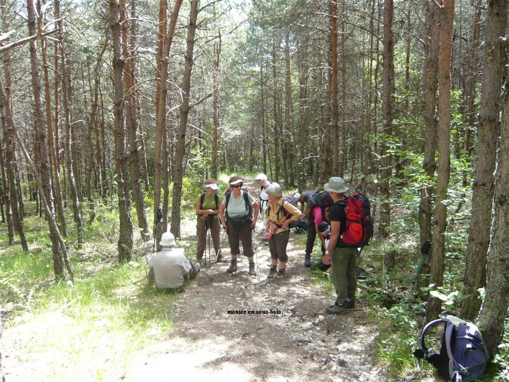 monte en sous-bois.