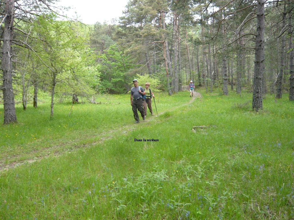 Dans la verdure