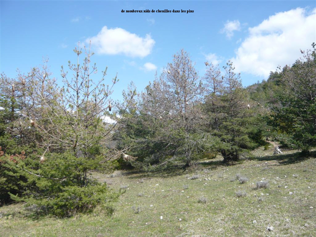 de nombreux nids de chenilles dans les pins