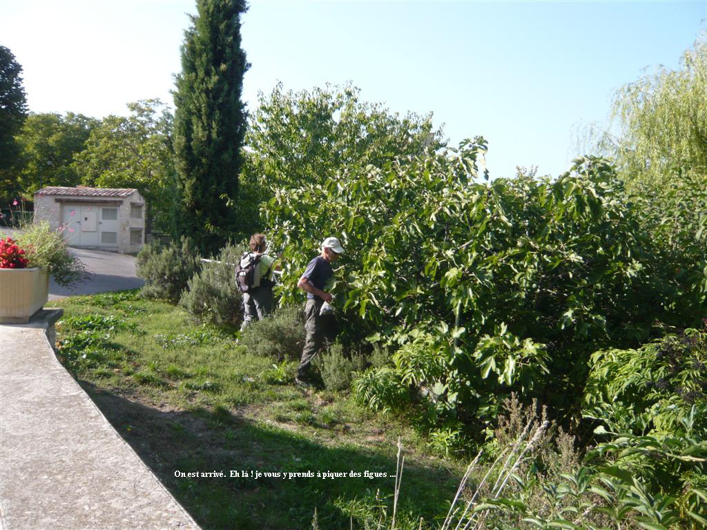 On est arriv.  Eh l ! je vous y prends  piquer des figues ...