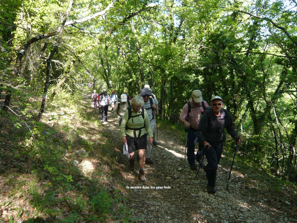 la monte dans les sous-bois