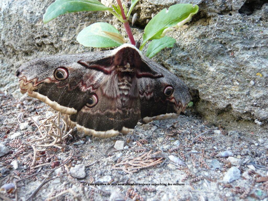 Le gros papillon de nuit nous attendait toujours au parking des voitures