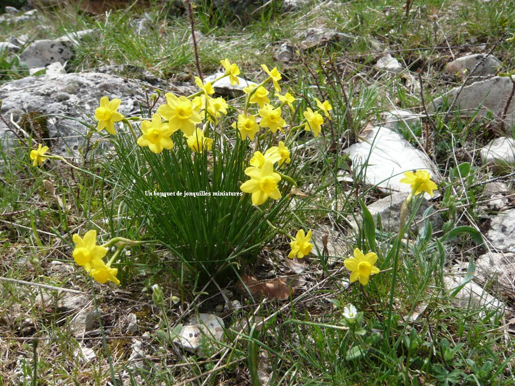 Un bouquet de jonquilles miniatures
