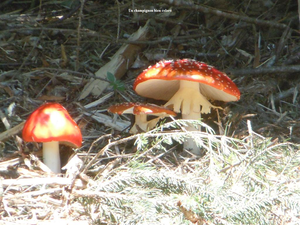 Un champignon bien color