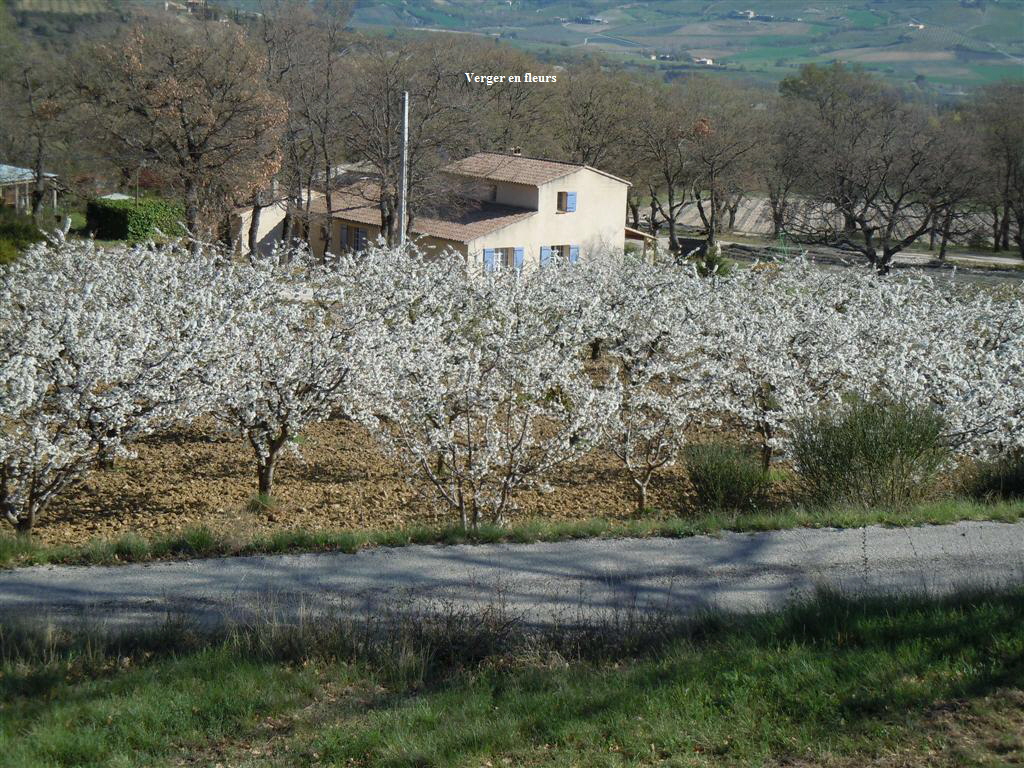 Verger en fleurs