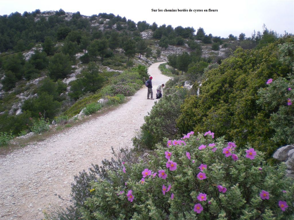 Sur les chemins bords de cystes en fleurs