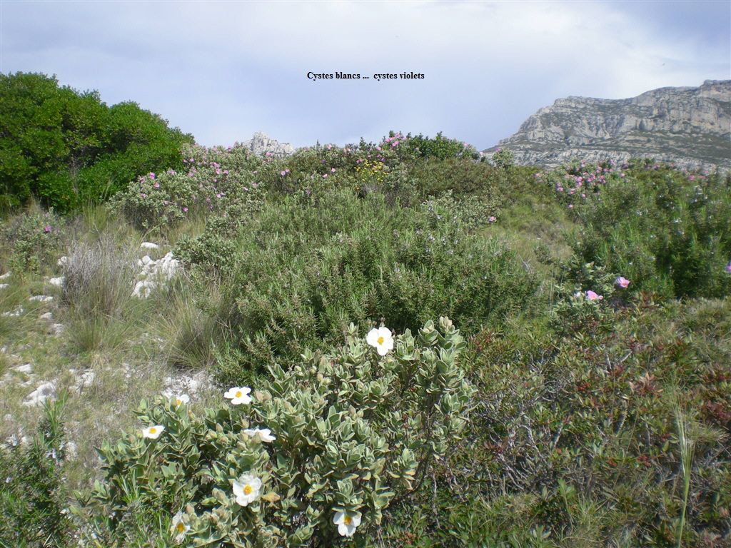 Cystes blancs ...  cystes violets