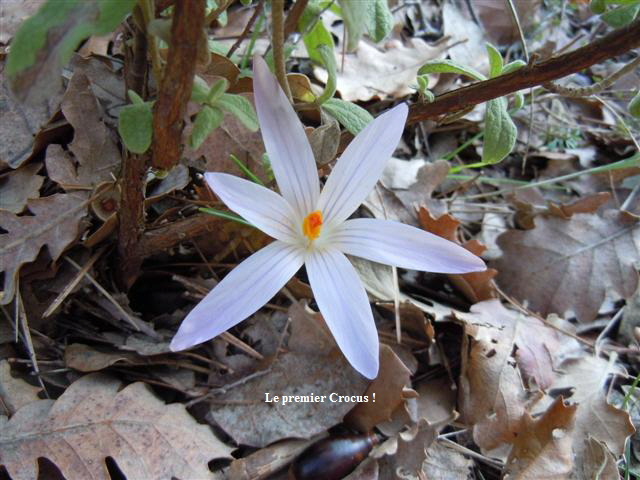 Le premier Crocus !