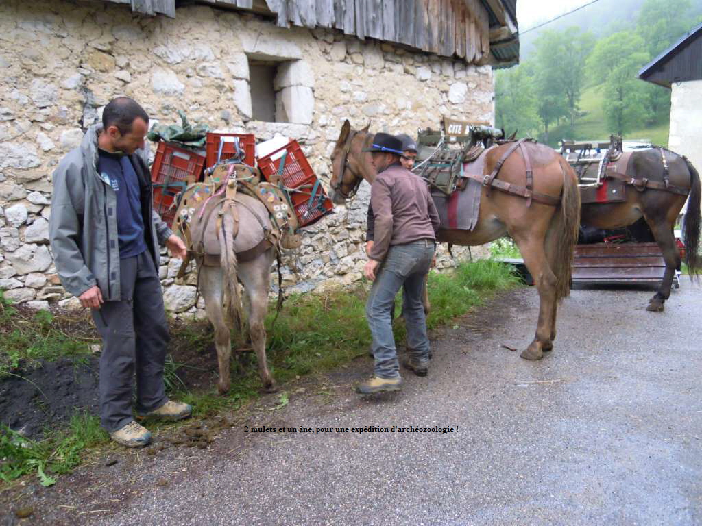 2 mulets et un ne, pour une expdition d'archozoologie !