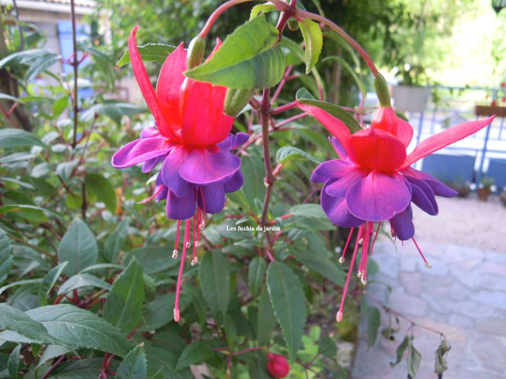 Les fushia du jardin