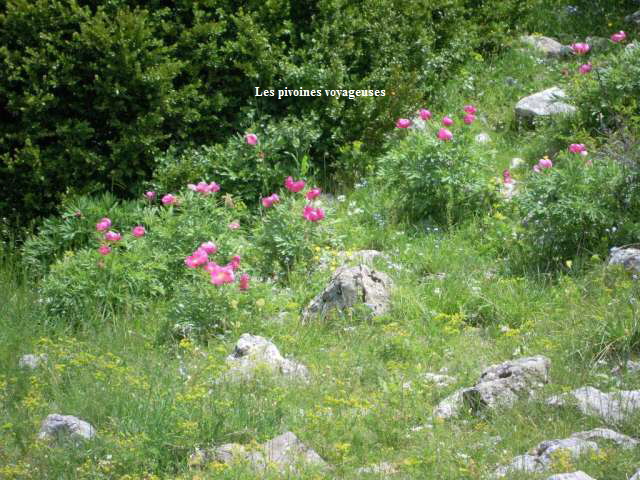 Les pivoines voyageuses