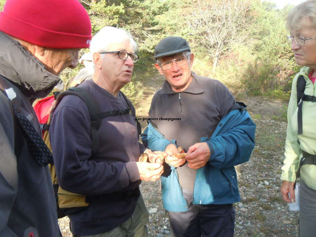 Les premiers champignons
