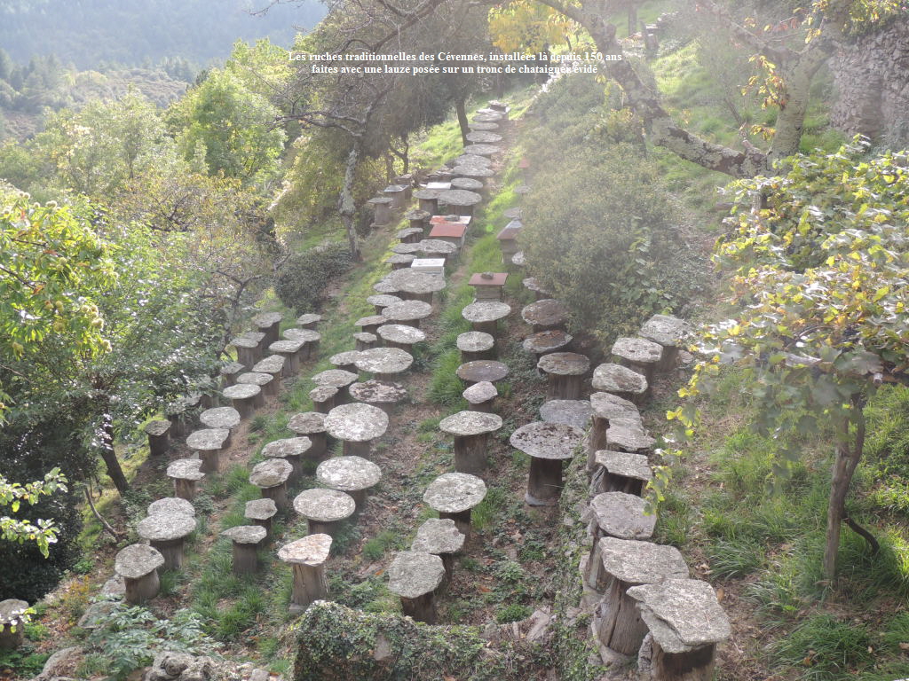 Les ruches traditionnelles des Cvennes, installes l depuis 150 ans
faites avec une lauze pose sur un tronc de chataigner vid