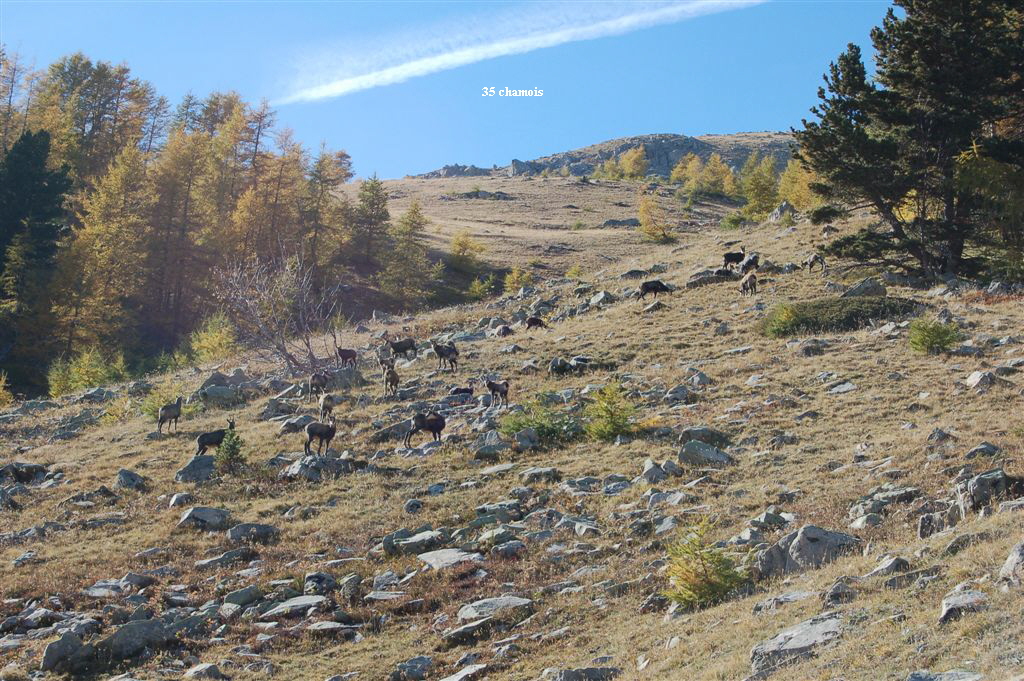35 chamois